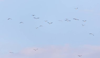 Gökyüzünde uçan bir martı sürüsü