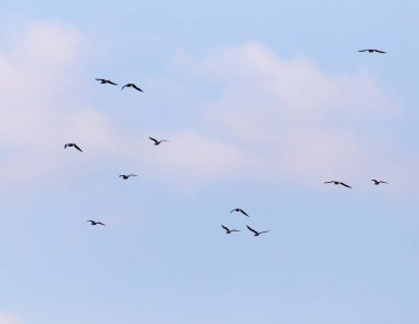 Gökyüzünde uçan bir martı sürüsü