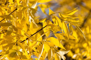 Sonbaharda ağaçta sarı yapraklar