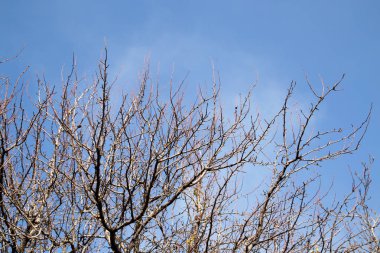 Çıplak ağaç dalları mavi gökyüzüne karşı