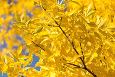 Sarı yapraklar sonbaharda ağaçlar mavi gökyüzü