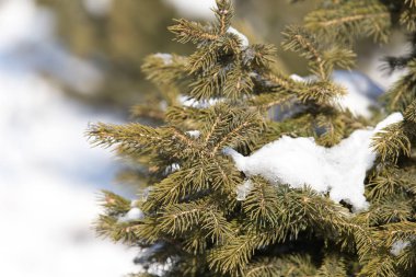 Çam ağacının dallarına kar yağar.