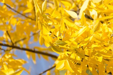 mavi gökyüzüne karşı ağaç sarı yapraklarda