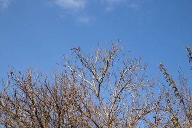 Çıplak ağaç dalları gökyüzüne karşı