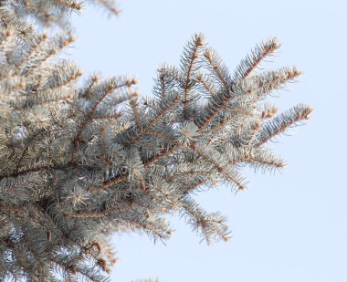 gökyüzü mavi Ladin