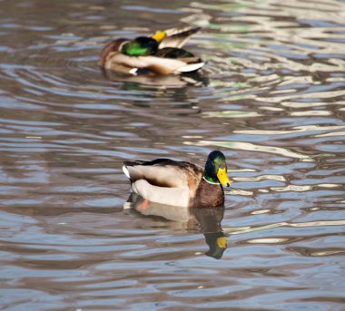 Göldeki ördek doğada