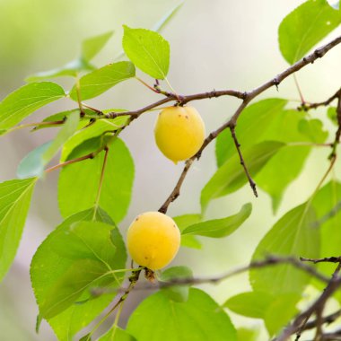 Kayısı ağaç doğa