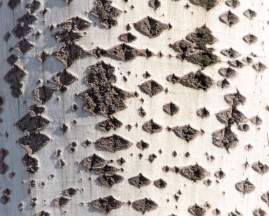 Arkaplan olarak ağaç kabuğu