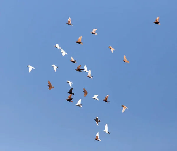 Taube im Flug gegen blauen Himmel — Stockfoto