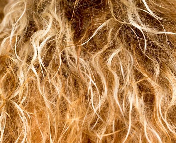 Tło blond włosy faliste — Zdjęcie stockowe