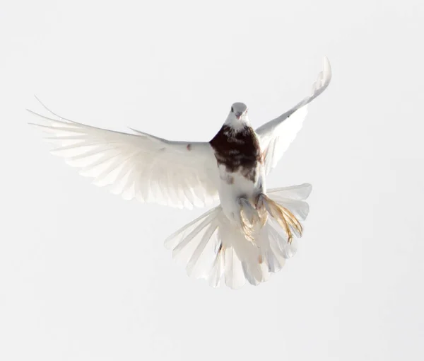 하늘에 비행에서 비둘기 — 스톡 사진