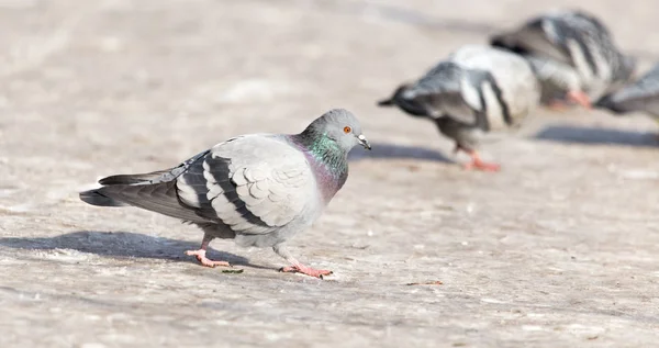 Flock duvor på snö utomhus — Stockfoto