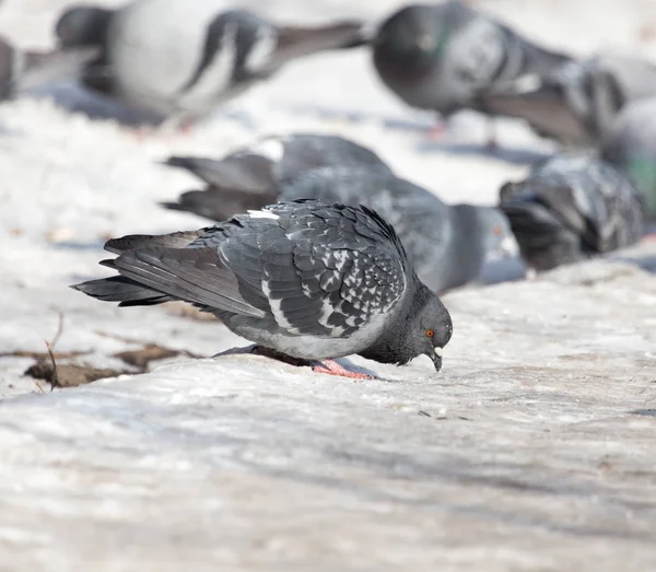 야외에서 눈에 비둘기의 무리 — 스톡 사진