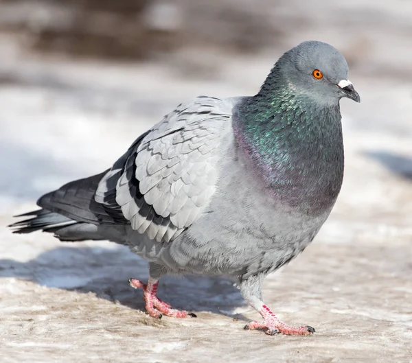 Taube im Schnee auf der Natur — Stockfoto