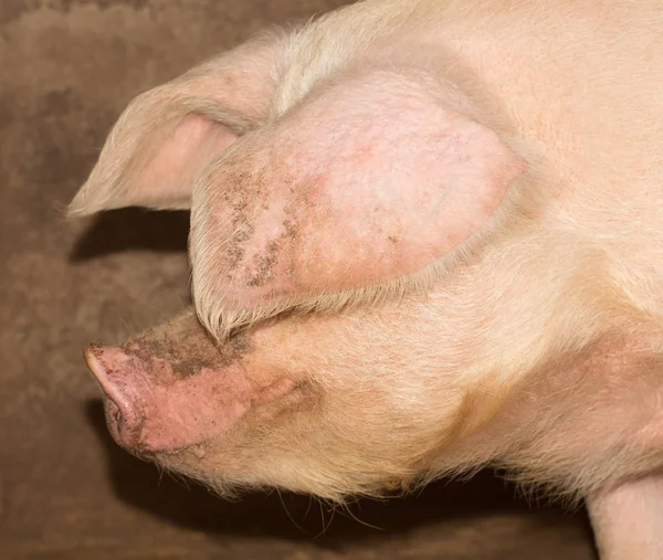 Porträt eines Schweins auf einem Bauernhof — Stockfoto