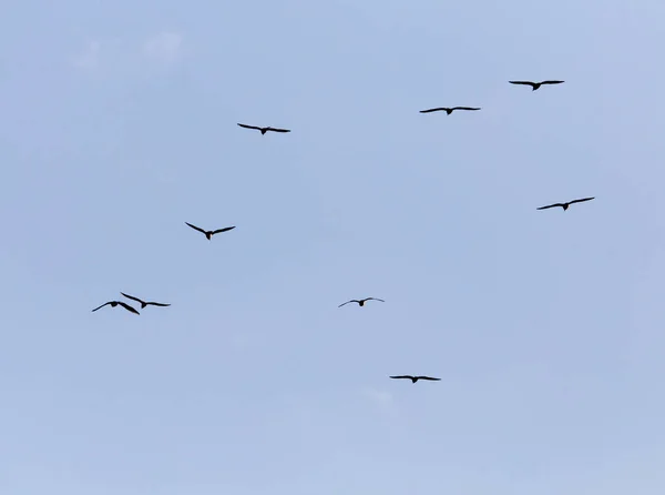 Un troupeau de mouettes dans le ciel — Photo