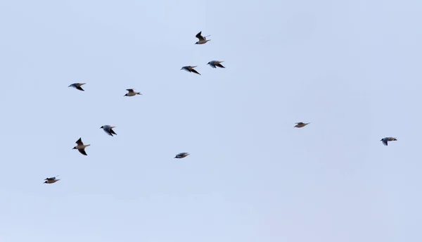 En flock måsar på himlen — Stockfoto