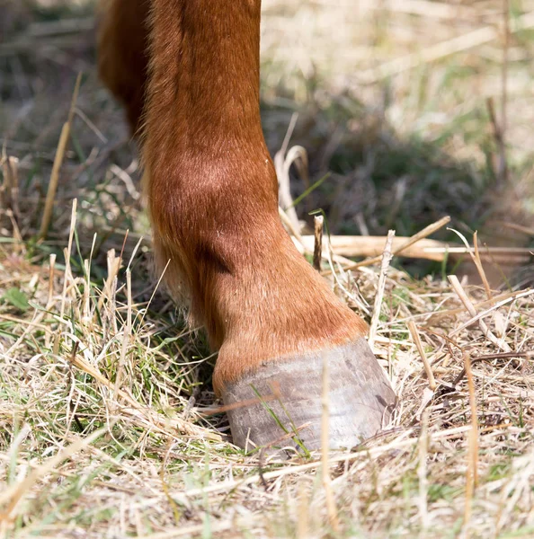 Hästar hoven — Stockfoto