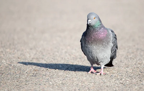 Porträtt av duva på natur — Stockfoto