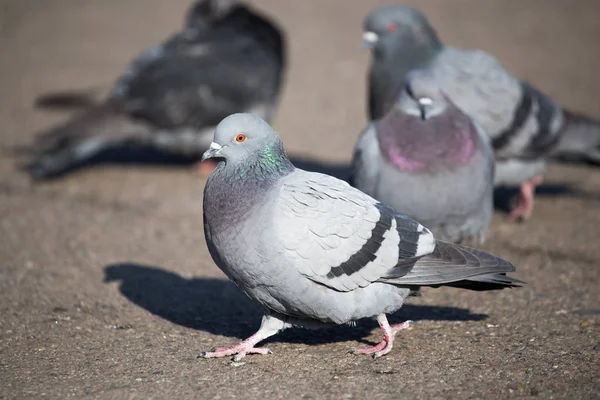 Portrait of pigeon on nature — Stock Photo, Image