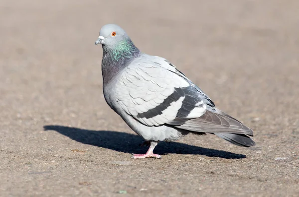 Portrait of pigeon on nature — Stock Photo, Image