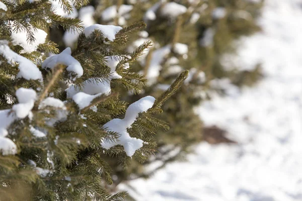 Hó a lucfenyő ágain tél — Stock Fotó