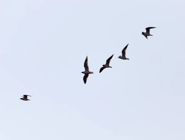 Ein Schwarm Vögel am Himmel — Stockfoto