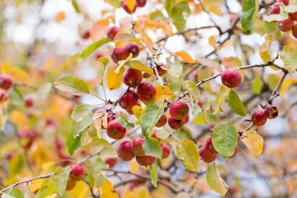 Rött äpple på trädet i naturen — Stockfoto