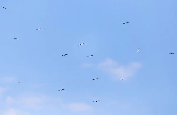 Стая птиц в небе — стоковое фото