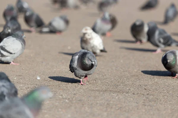 Un troupeau de pigeons dans la ville — Photo