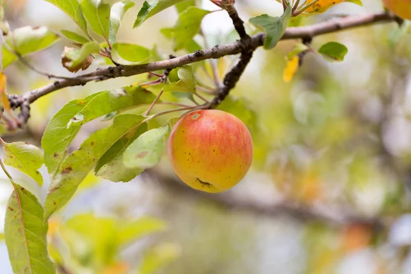 Red apple on the tree in nature — Stock Photo, Image