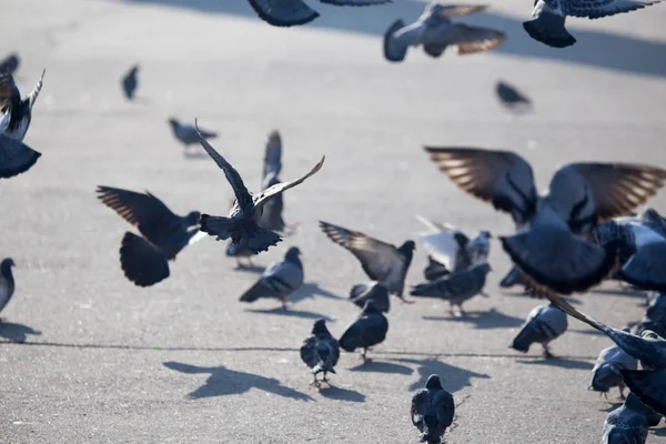 Hejno holubů ve městě — Stock fotografie