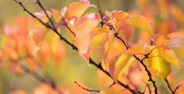 红色的树叶在秋天一棵树上 — 图库照片