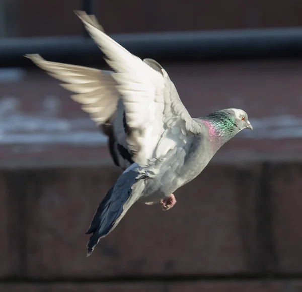 Dove in flight in city — Stock Photo, Image