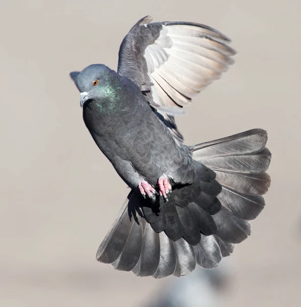 Colomba in volo in città — Foto Stock