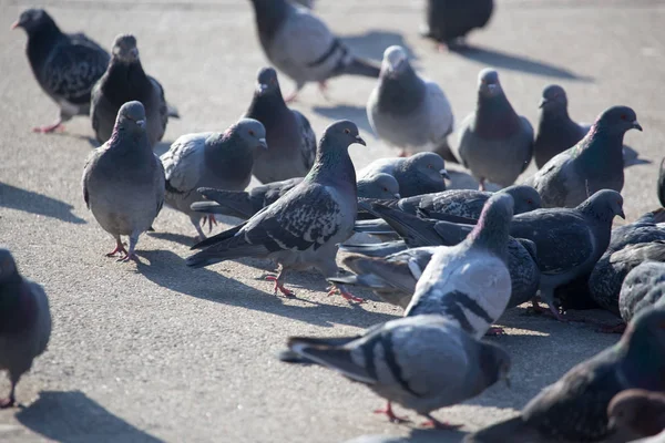 Um bando de pombos na cidade — Fotografia de Stock