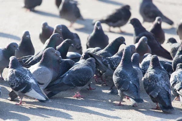 Un troupeau de pigeons dans la ville — Photo