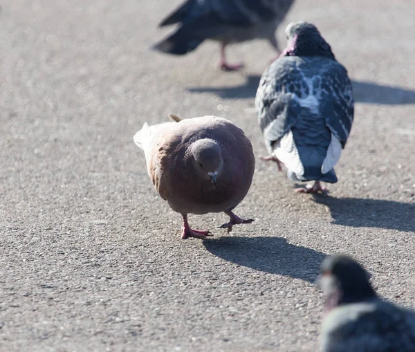 En flock duvor i staden — Stockfoto