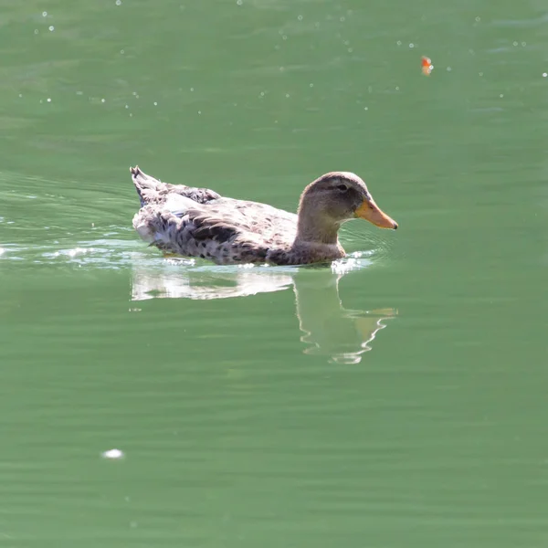 Pato en el lago en la naturaleza —  Fotos de Stock