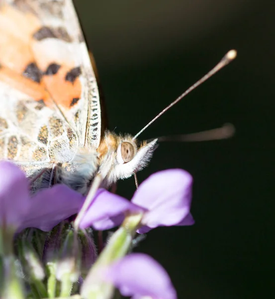 Mariposa en la naturaleza —  Fotos de Stock