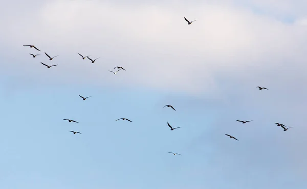 Un troupeau de mouettes volant dans le ciel — Photo