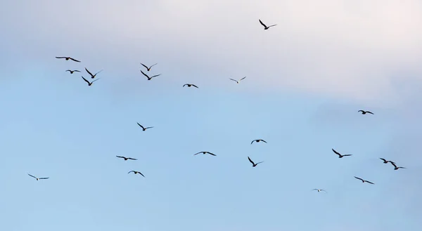 Um bando de gaivotas voando no céu — Fotografia de Stock