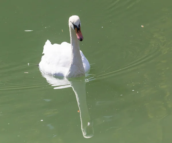 Swan on the lake in the nature — Stock Photo, Image