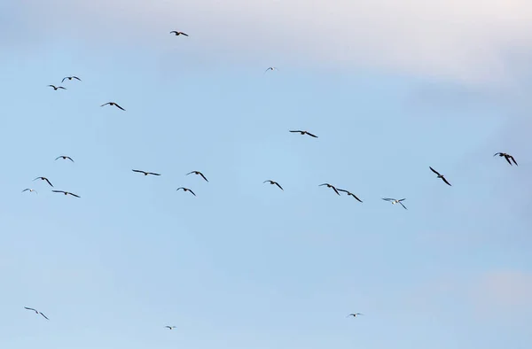 Una bandada de gaviotas volando en el cielo — Foto de Stock