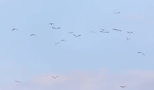 Un troupeau de mouettes volant dans le ciel — Photo