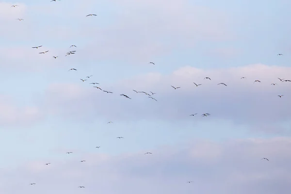 Una bandada de gaviotas volando en el cielo — Foto de Stock