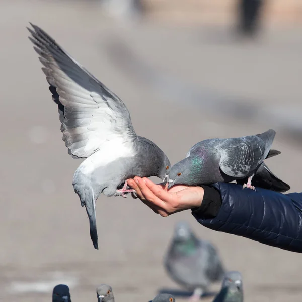 Pombo na mão sobre a natureza — Fotografia de Stock