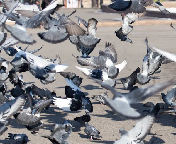 Een kudde van duiven in de stad — Stockfoto