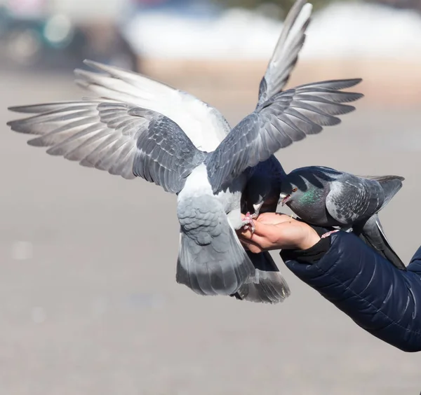 Pigeon on the hand on nature — Stock Photo, Image