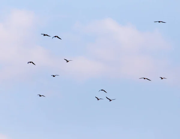 Una bandada de gaviotas volando en el cielo — Foto de Stock